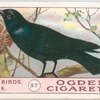 Raven.