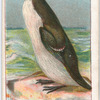 Great auk.
