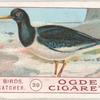 Oyster-catcher.