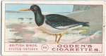 Oyster-catcher.
