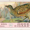 Corncrake.