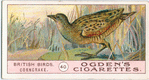 Corncrake.