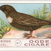 Ring-ouzel.