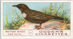 Ring-ouzel.
