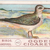 Common sandpiper.