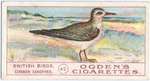 Common sandpiper.
