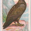 Golden eagle.