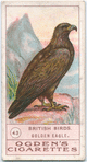 Golden eagle.