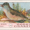 Blackcap.