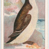 Razorbill.