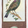 Starling.