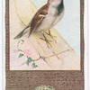 House Sparrow.