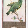 Greenfinch.