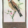 Goldfinch.