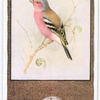 Chaffinch.