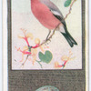 Bullfinch.