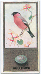 Bullfinch.