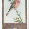 Linnet.