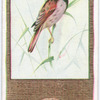 Reed-Bunting.