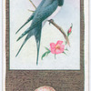 Swallow.