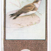 Sand-Martin.
