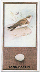 Sand-Martin.