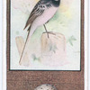 Water Wagtail.