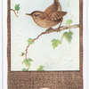 Wren.