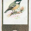 Coal-Tit.