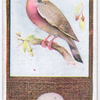 Wood-Pigeon.