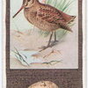 Woodcock.