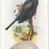 Blackbird