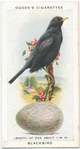 Blackbird