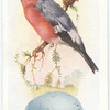 Bullfinch.