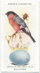 Bullfinch.