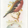 Chaffinch.