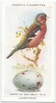 Chaffinch.