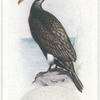 Cormorant.