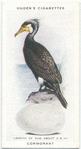 Cormorant.