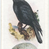 Carrion crow.