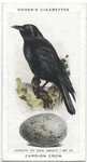Carrion crow.