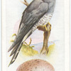Cuckoo.