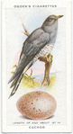 Cuckoo.