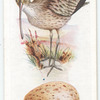 Curlew.