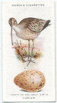 Curlew.