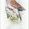 Turtle dove.