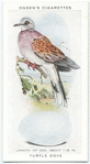 Turtle dove.