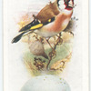 Goldfinch.