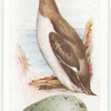 Guillemot.