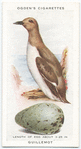 Guillemot.